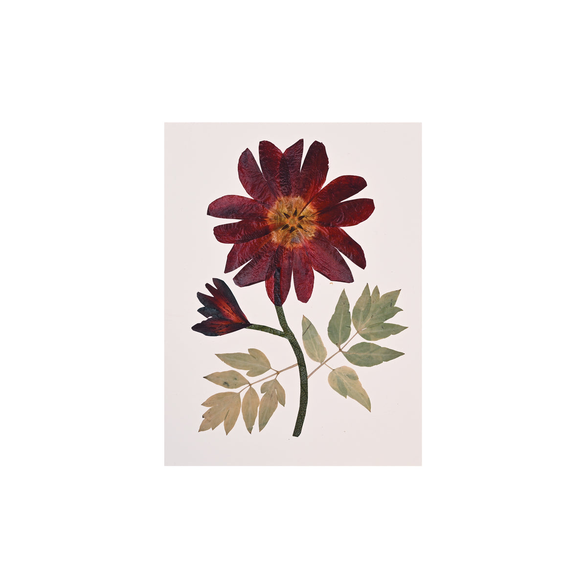 Marian McEvoy, Collage of Tulip Petals and Sweetroot Leaves