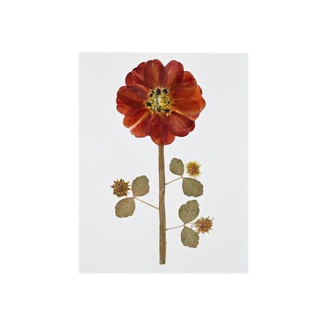 Marian McEvoy, Collage of Tulip Petals with Dandelion Buds and Silver Birch Leaves