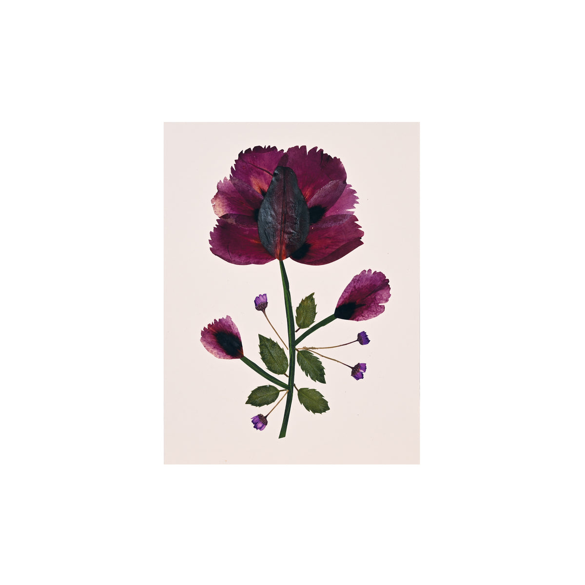 Marian McEvoy, Collage of Tulip and Lily Petals with Holly Leaf
