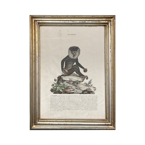 Pair of Early 19th Century Engravings of Monkeys