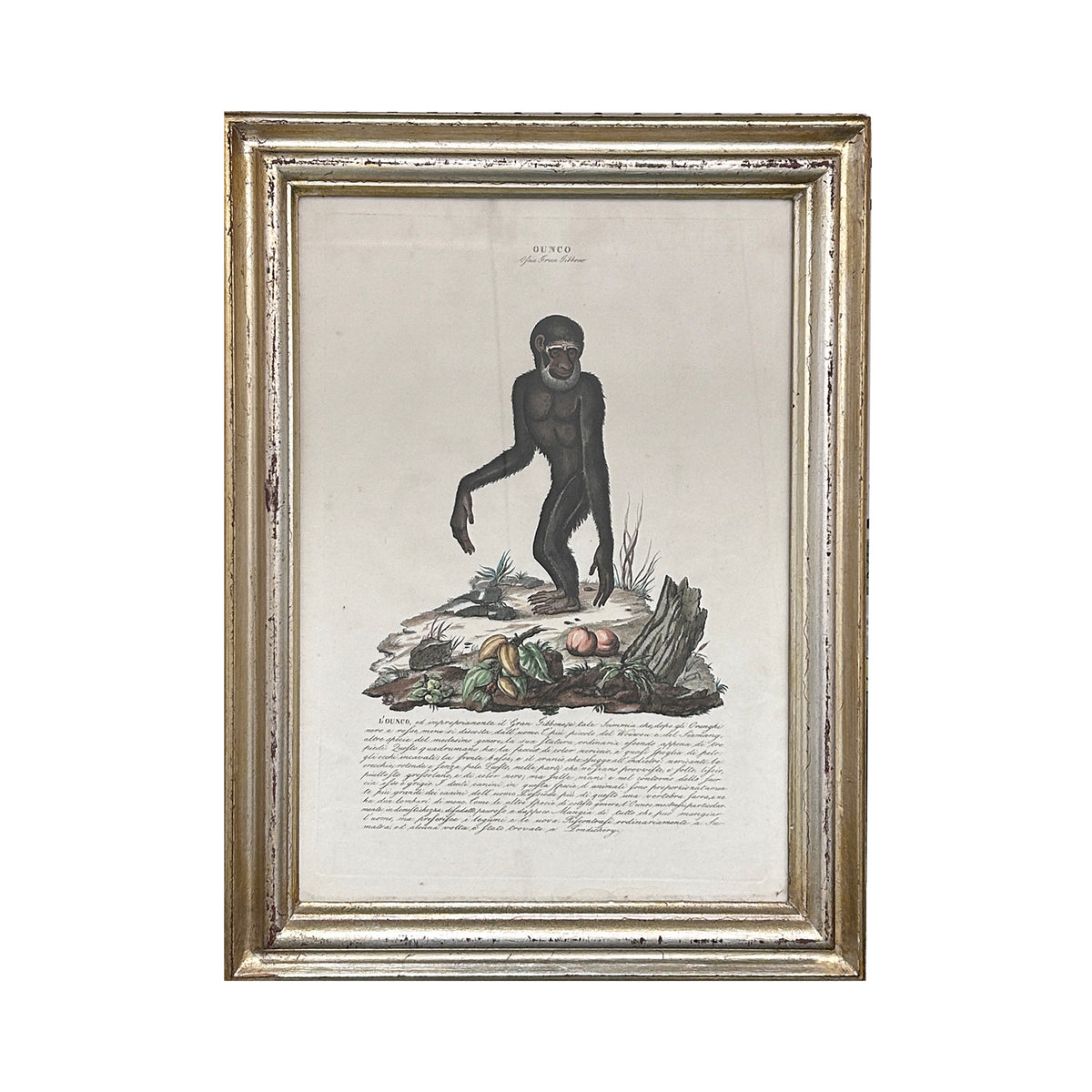 Pair of Early 19th Century Engravings of Monkeys