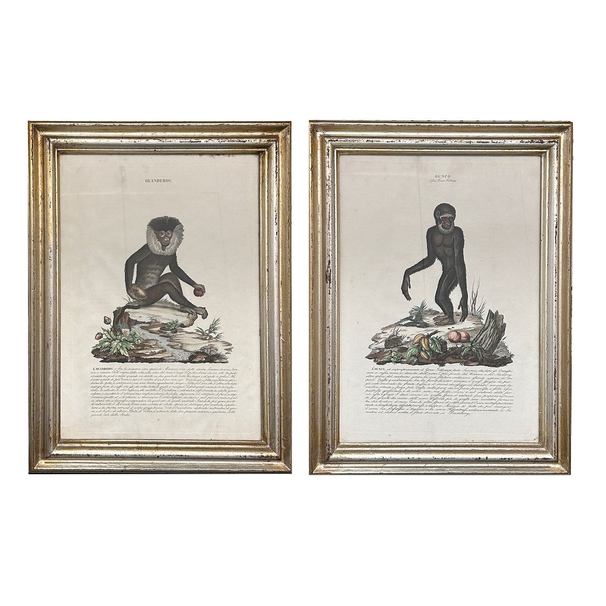Pair of Early 19th Century Engravings of Monkeys