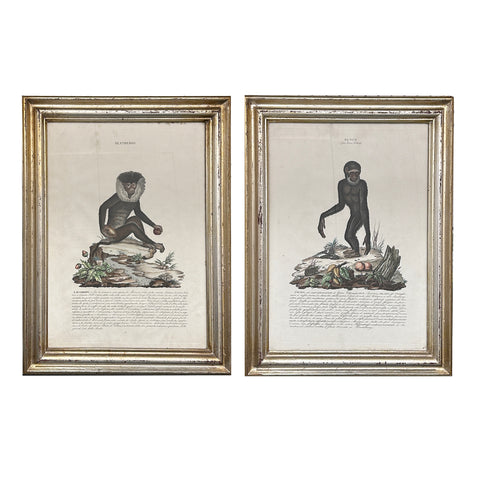 Pair of Early 19th Century Engravings of Monkeys