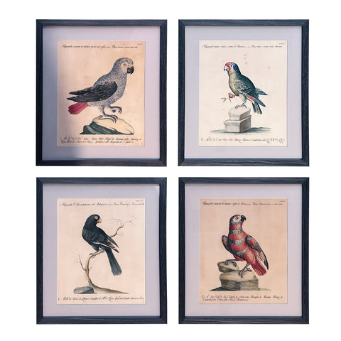 Set of Four 18th Century Hand-Colored Engravings of Parrots by Saverio Manetti