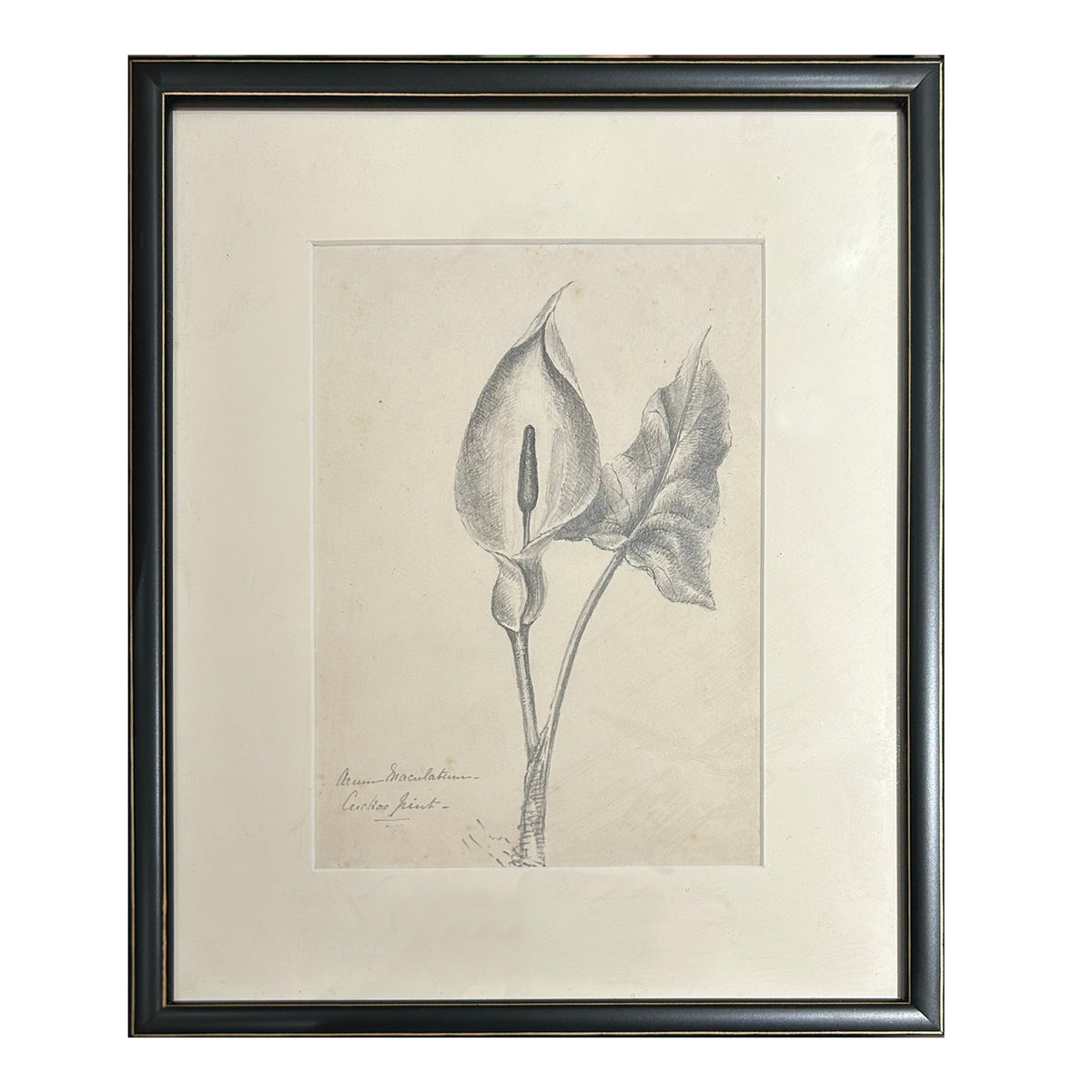 Arum Maculatum Graphite Drawing