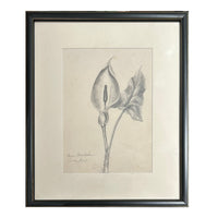 Arum Maculatum Graphite Drawing
