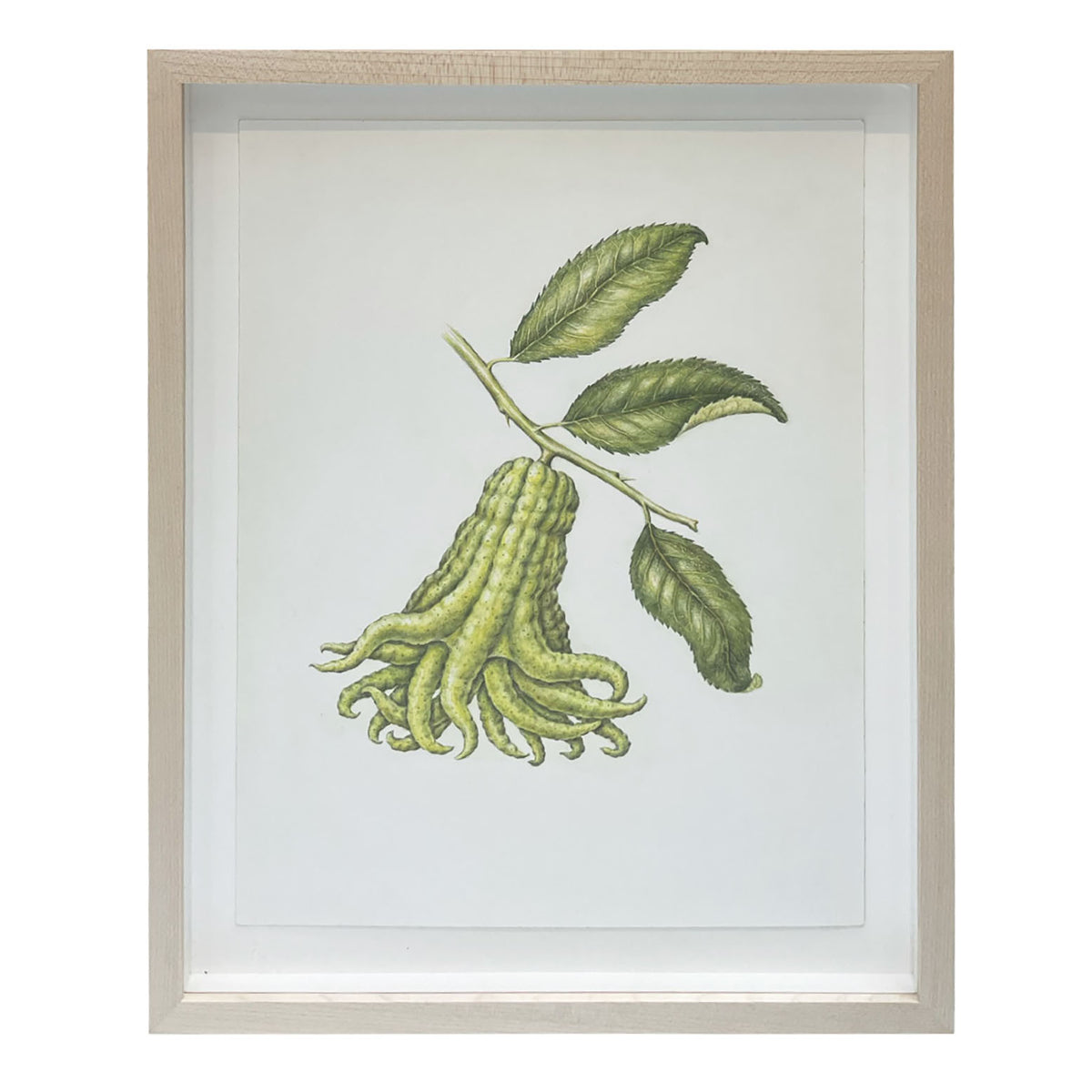 Jill Amadei, Buddha's Hand Citron