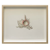 Jill Amadei, Murex Ramosus Shell