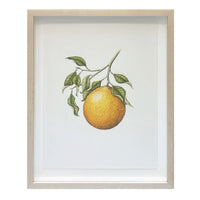 Jill Amadei, Valencia Orange